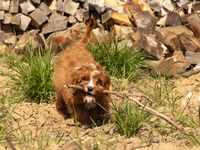 Cavapoo puppy for sale