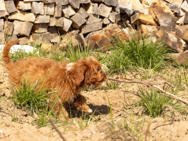 Cavapoo puppy for sale