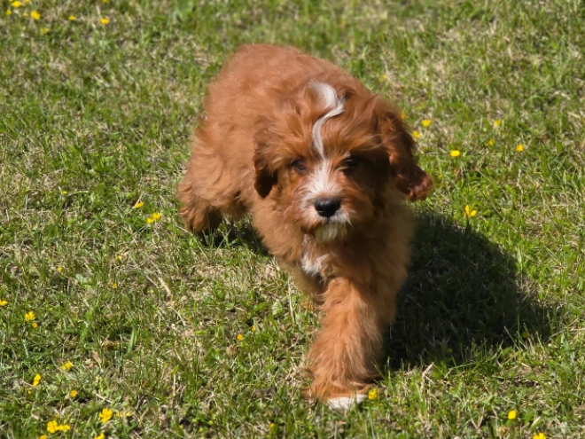 Cavapoo puppy for sale