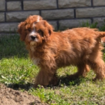 Cavapoo puppy for sale
