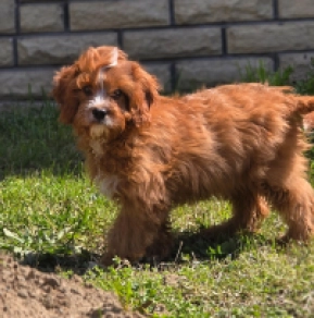 Cavapoo Welpe zu verkaufen