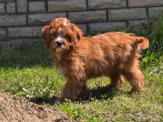 Cavapoo puppy for sale