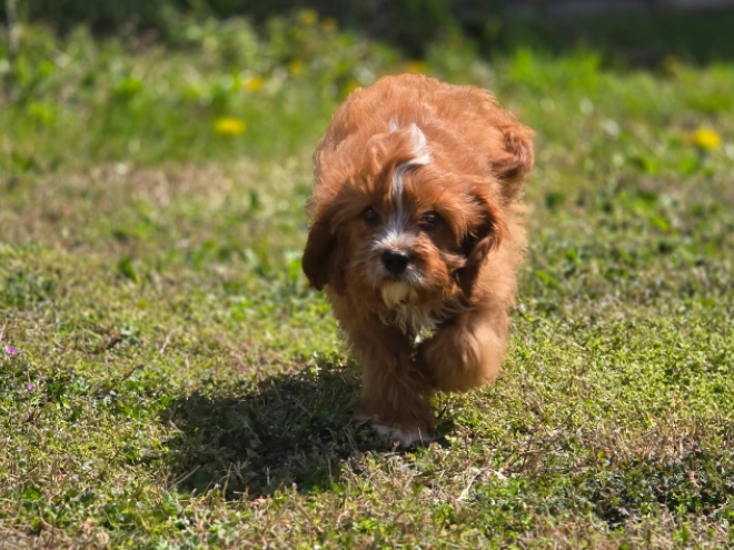 Cavapoo puppy for sale