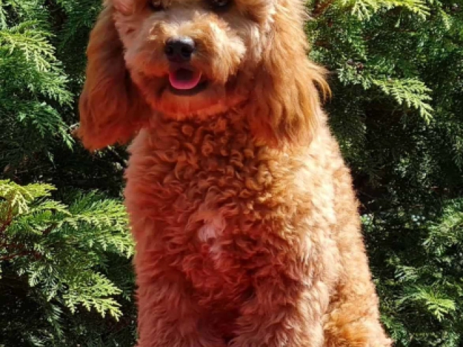 Cavapoo puppy for sale