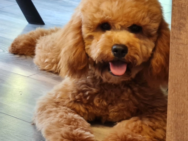 Cavapoo puppy for sale