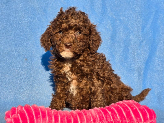 Cavapoo puppy for sale