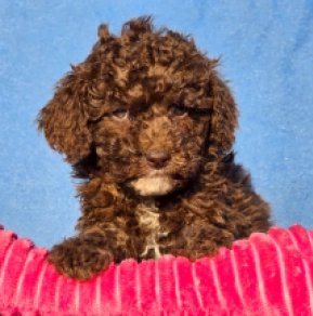 Cavapoo Welpe zu verkaufen