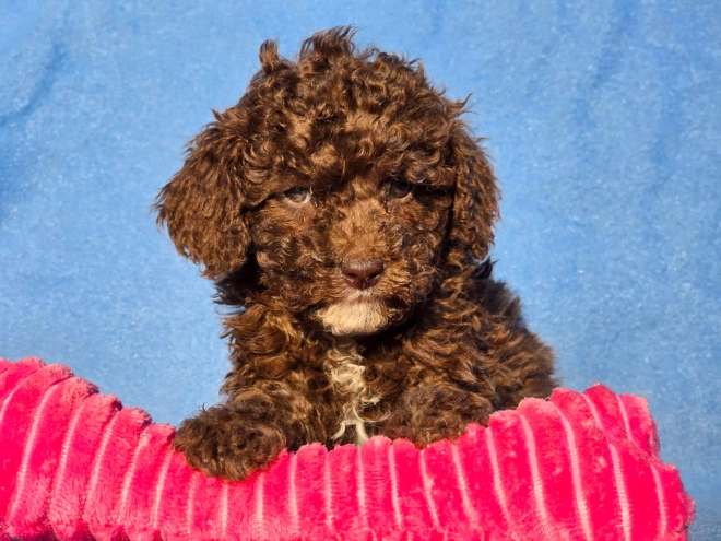 Cavapoo puppy for sale