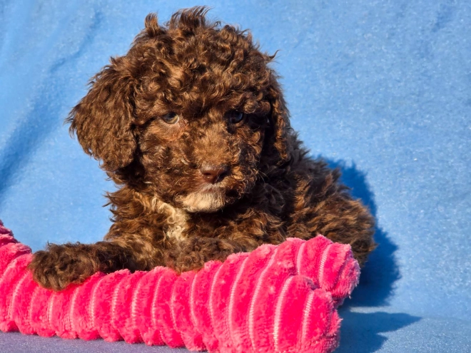 Cavapoo puppy for sale