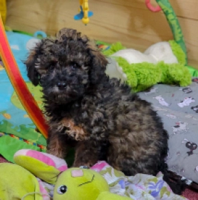 Cavapoo puppy for sale