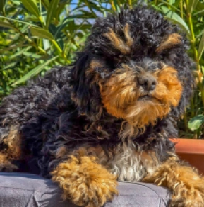 Cavapoo puppy for sale
