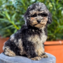 Cavapoo puppy for sale