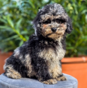 Cavapoo Welpe zu verkaufen