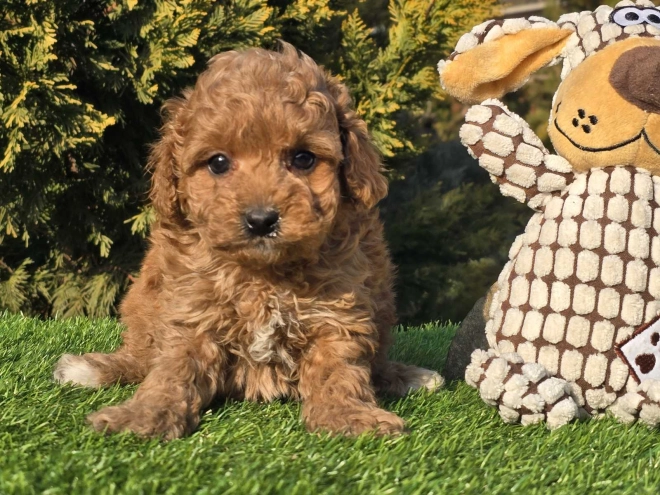 Cavapoo puppy for sale
