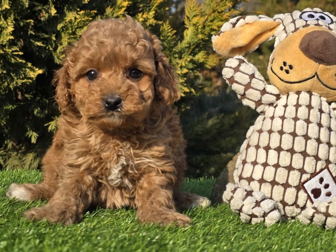 Cavapoo puppy for sale