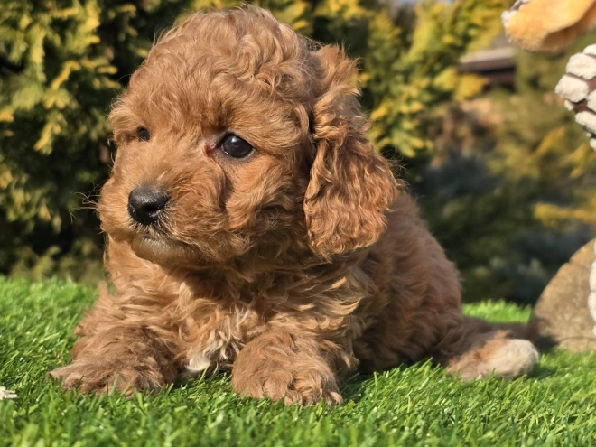 Cavapoo puppy for sale