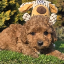 Cavapoo Welpe zu verkaufen