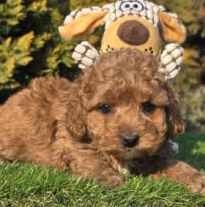 Cavapoo Welpe zu verkaufen