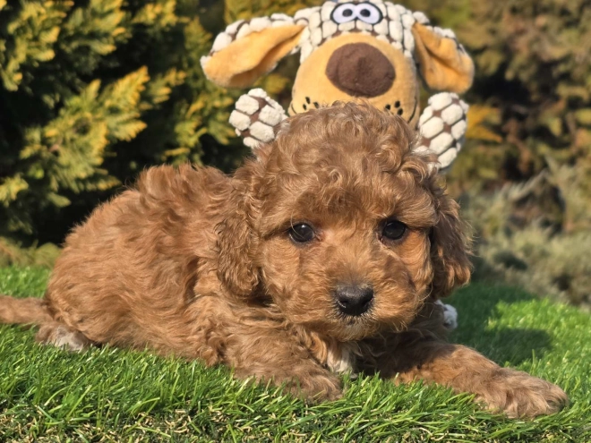 Cavapoo puppy for sale