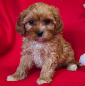 Cavapoo Welpe zu verkaufen