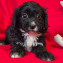 Cavapoo puppy for sale