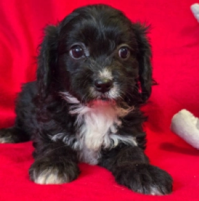 Cavapoo Welpe zu verkaufen