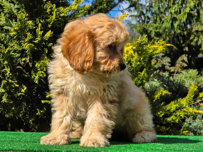 Cavapoo puppy for sale