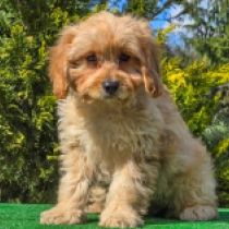 Cavapoo puppy for sale