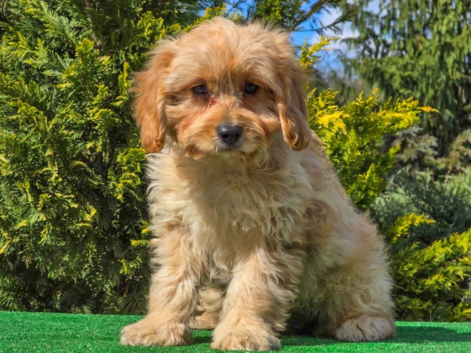 Cavapoo puppy for sale