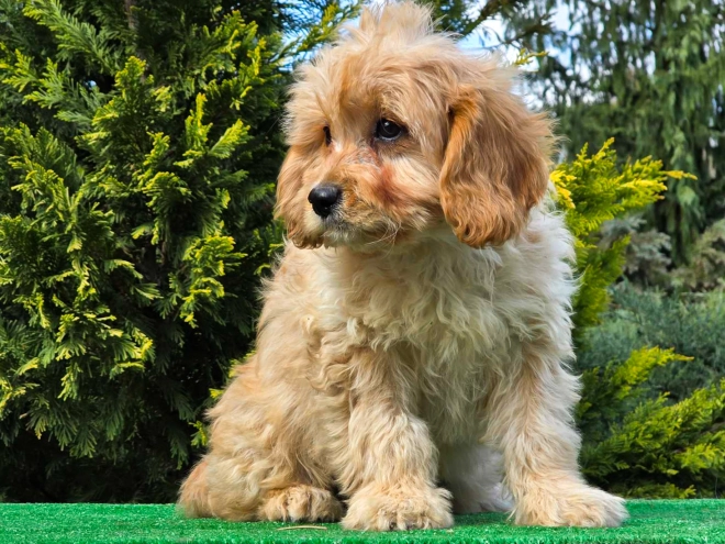 Cavapoo puppy for sale