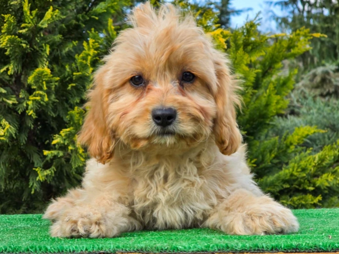 Cavapoo puppy for sale