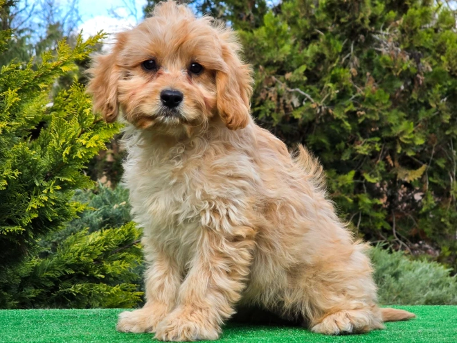 Cavapoo puppy for sale
