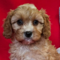 Cavapoo puppy for sale