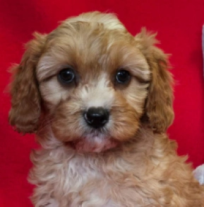 Cavapoo Welpe zu verkaufen
