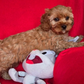 Cavapoo Welpe zu verkaufen