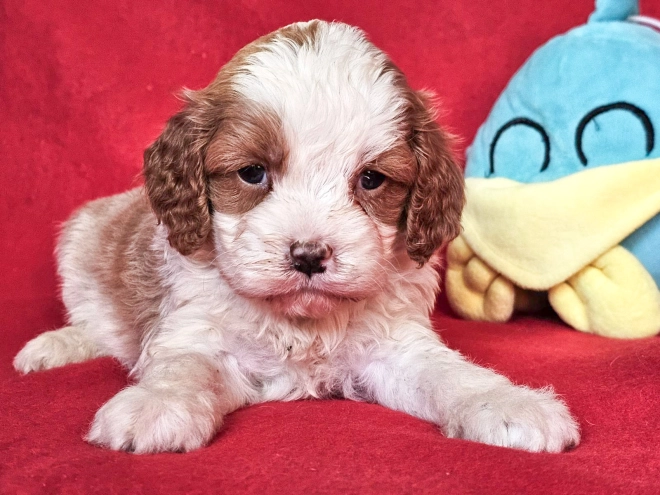 Cavapoo puppy for sale