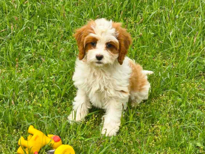 Cavapoo Welpe kaufen