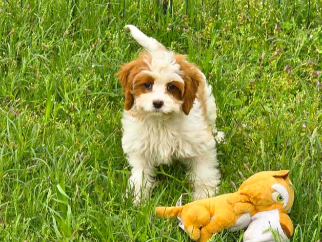 Cavapoo Welpe kaufen