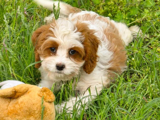 Cavapoo Welpe kaufen