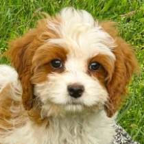 Cavapoo puppy for sale