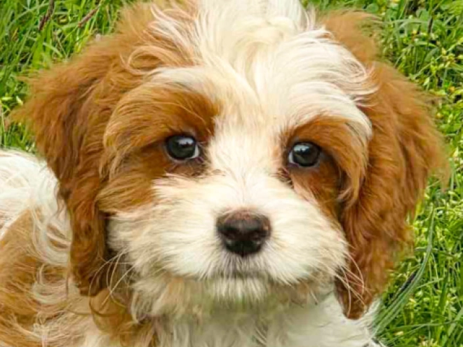 Cavapoo Welpe kaufen