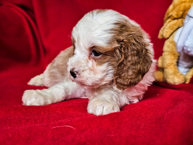 Cavapoo puppy for sale