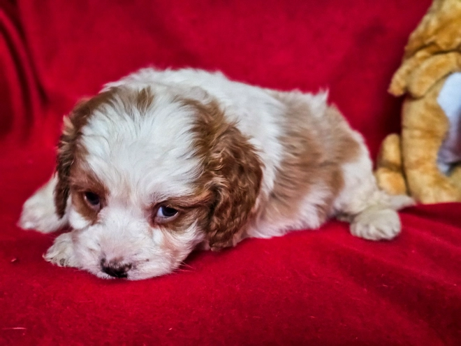 Cavapoo puppy for sale