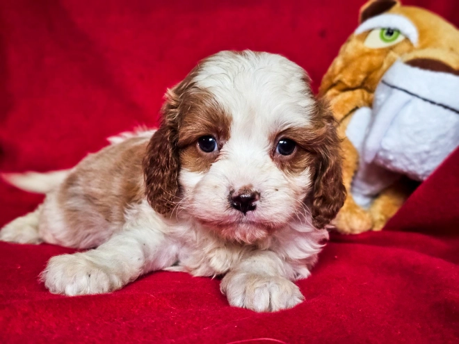 Cavapoo puppy for sale
