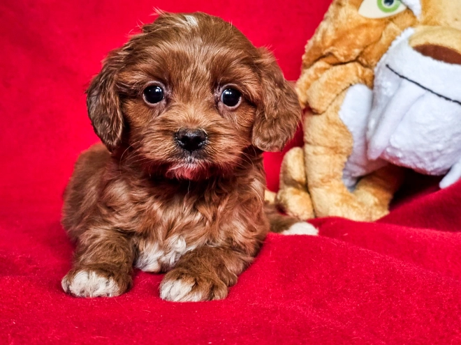 Perros Cavapoo en venta