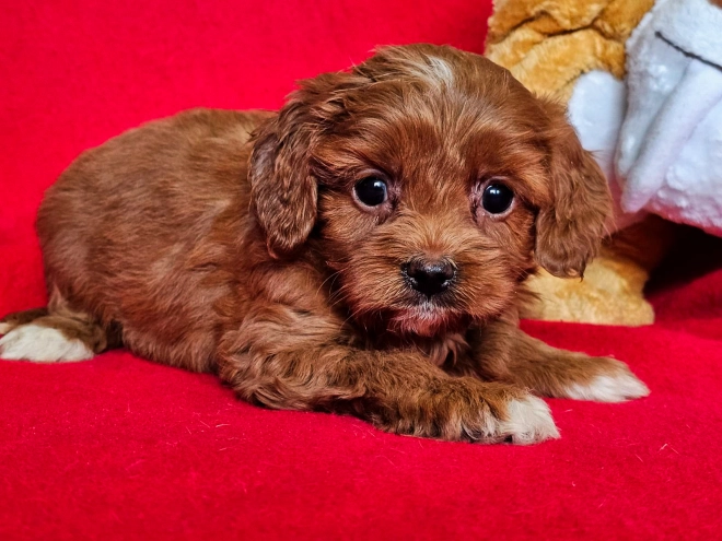 Perros Cavapoo en venta