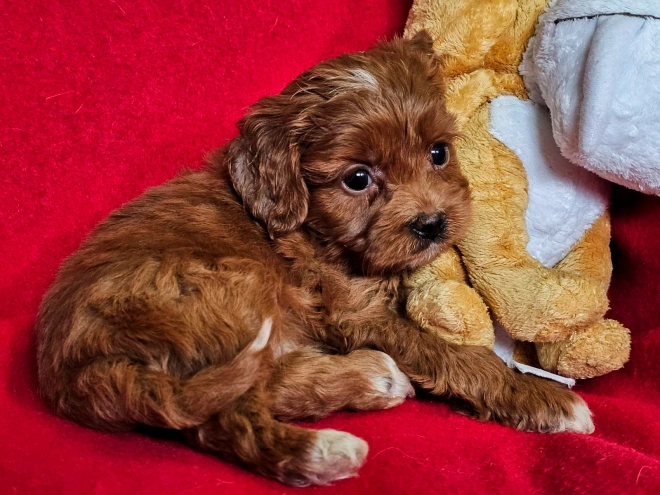 Perros Cavapoo en venta