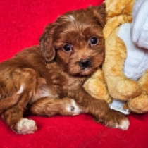 Cavapoo Welpe zu verkaufen