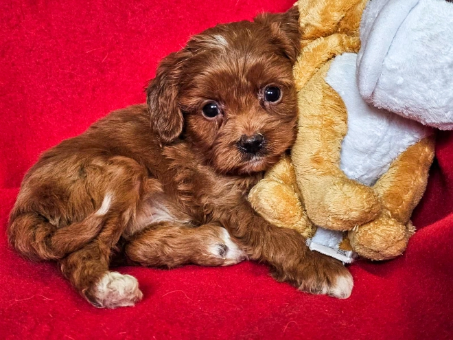 Perros Cavapoo en venta