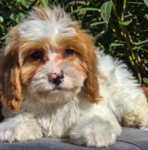 Cavapoo Welpe zu verkaufen
